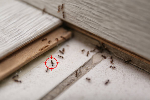 Best Affordable Pest Control Services  in Tipton, CA