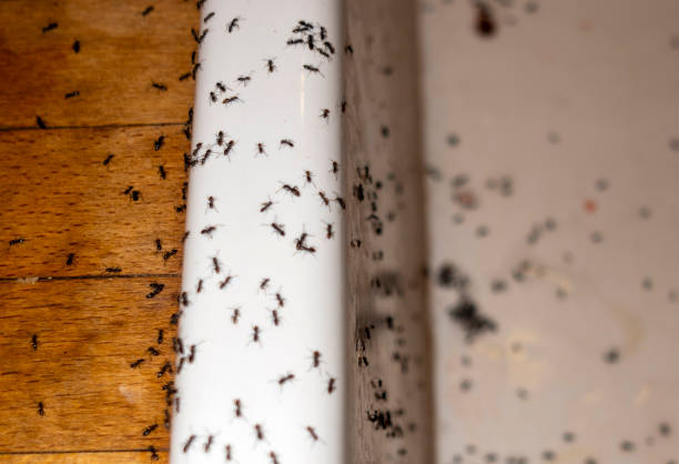 Best Mosquito Control Services  in Tipton, CA